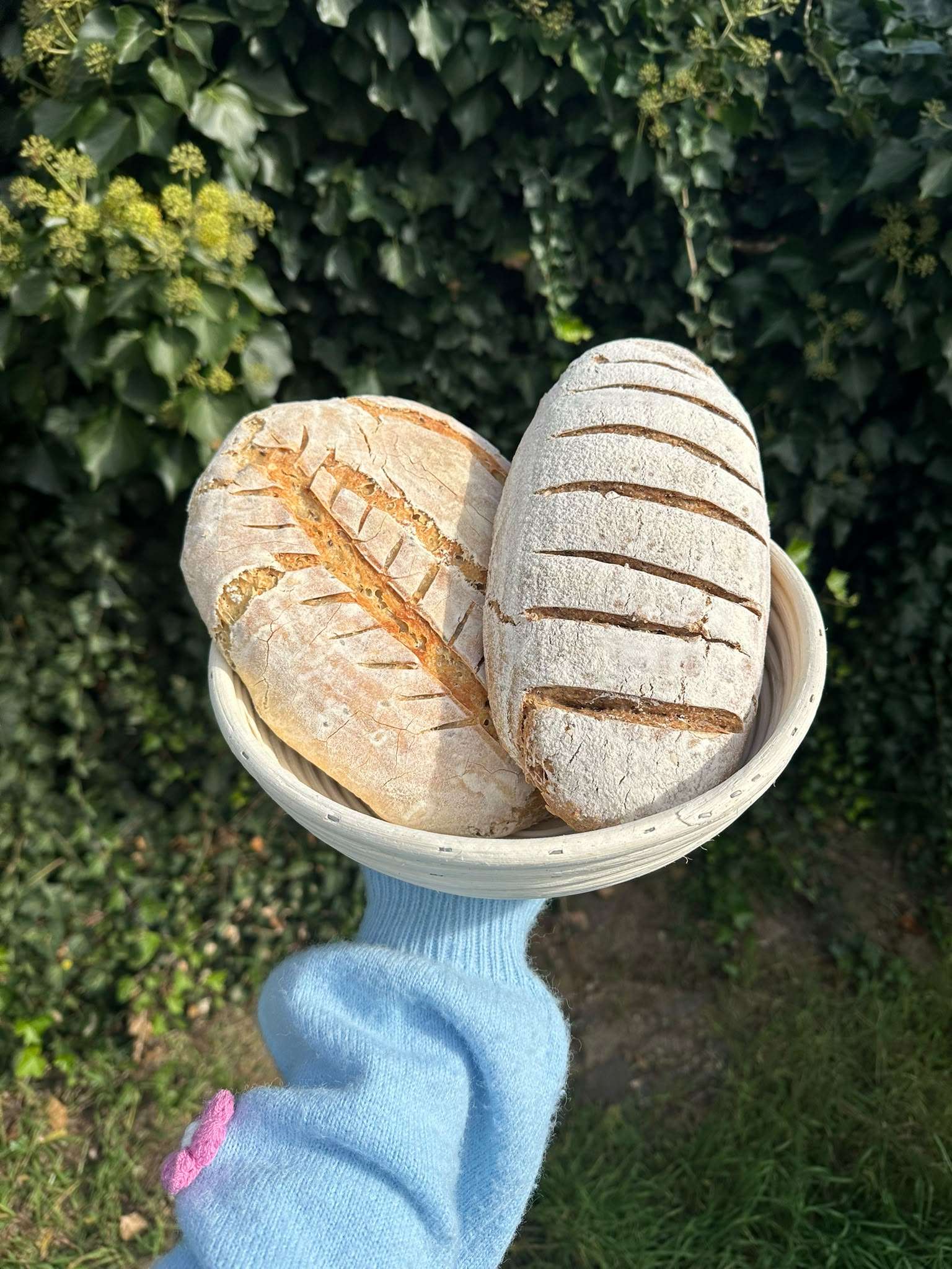 Twee zuurdesembroden in een rieten rijsmand, buiten voor een klimophaag